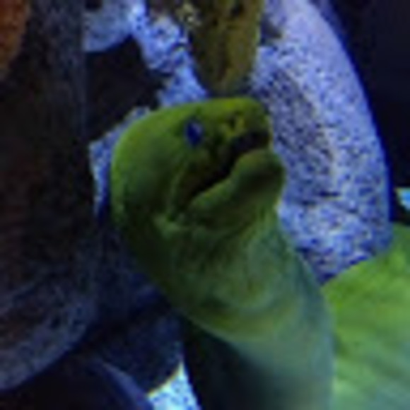 Meet your Posher, Jacob - Picture 1 of 1